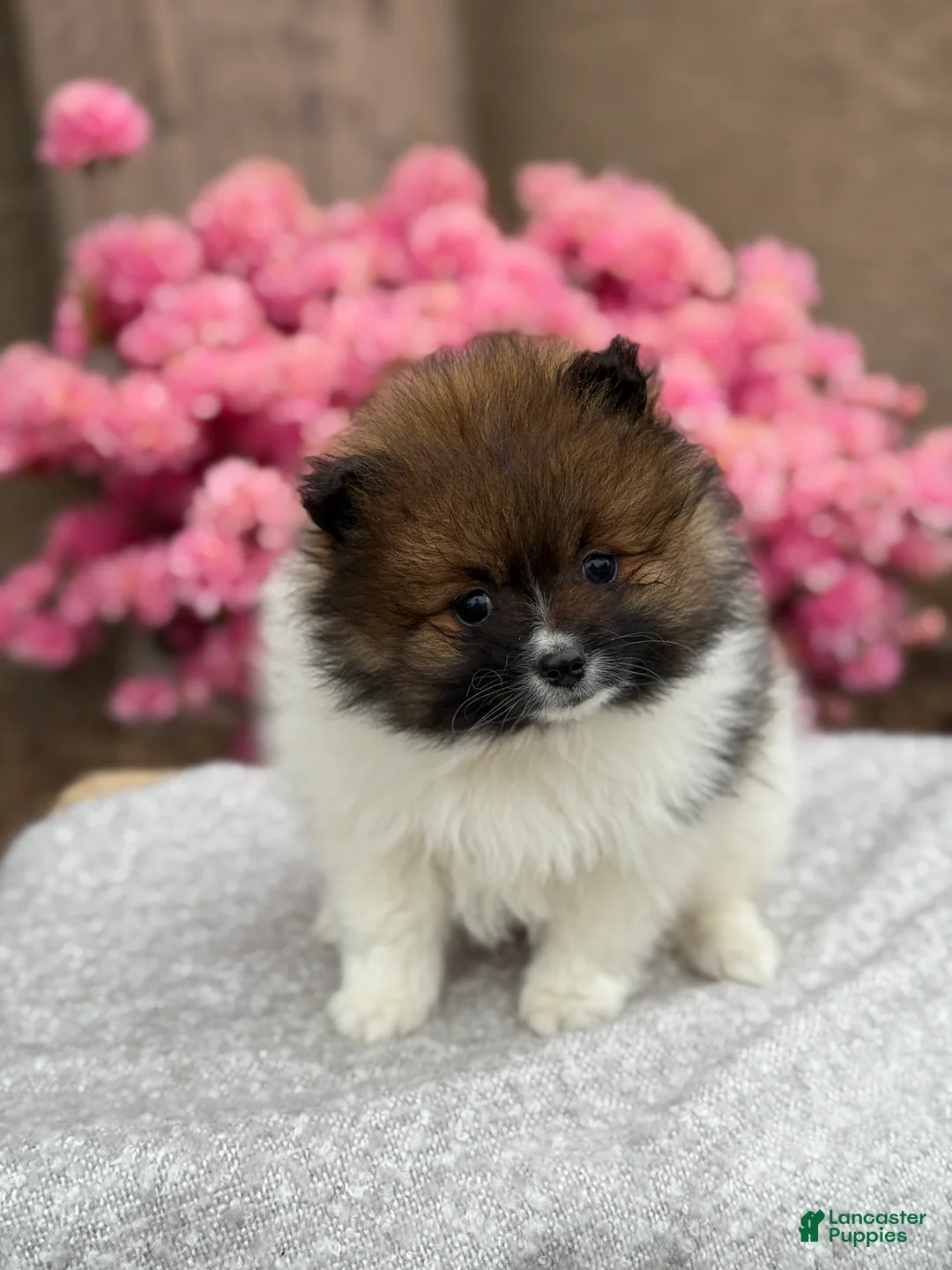 Pomeranian dogs for sale: Ranger - Ad 2