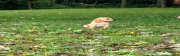 Mixed Breed dogs for sale: Mixed Breed 8 - Ad 3