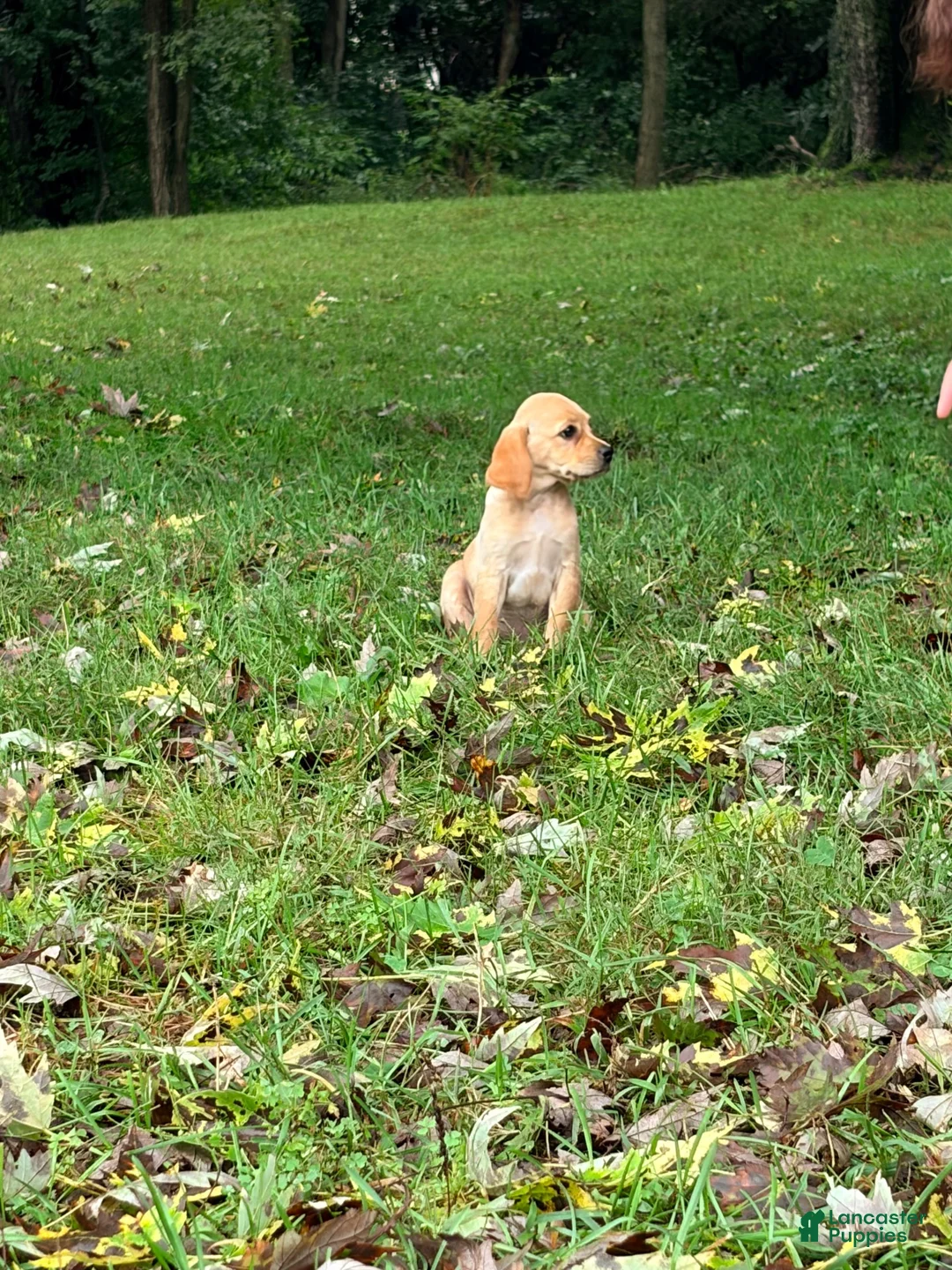 Mixed Breed dogs for sale: Mixed Breed 8 - Ad 3