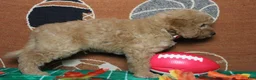 Goldendoodle dogs for sale: Meatball - Ad 13