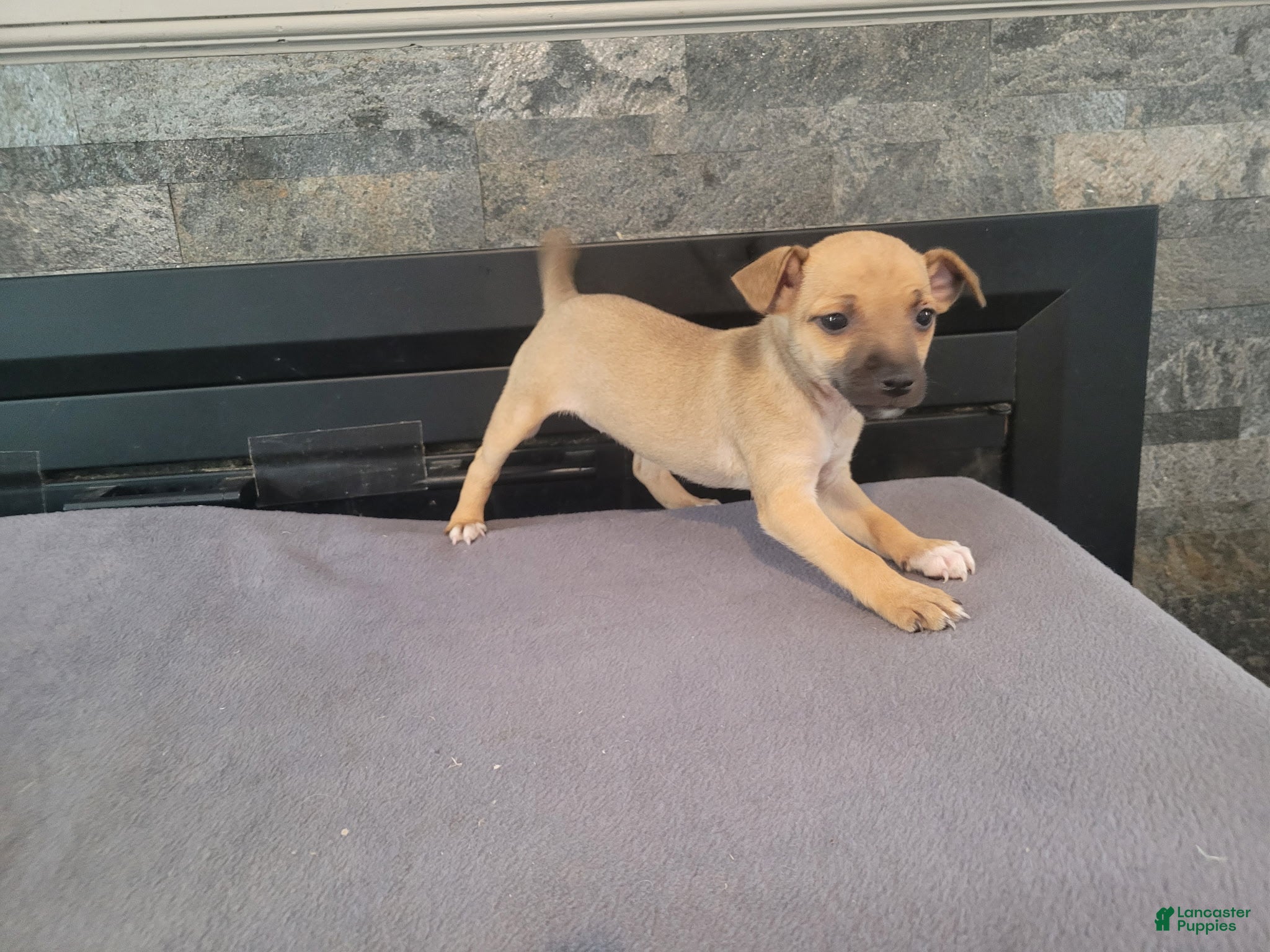Jack Russell Terrier dogs Lady  - Ad 1