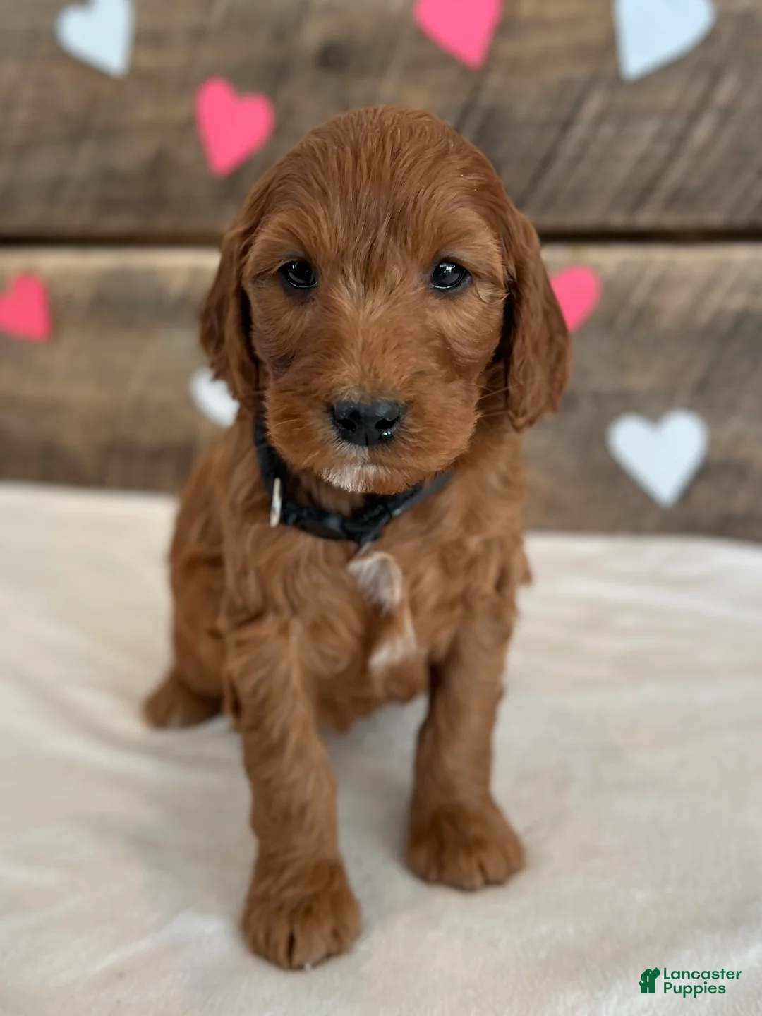 Irish Doodle dogs for sale: Jasmine - Ad 5