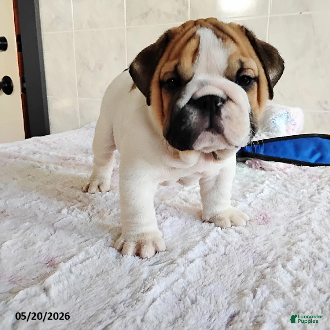 English Bulldog dogs for sale: Rio Grande - Ad 2