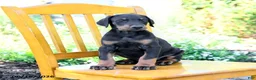 Doberman Pinscher dogs for sale: Tristan - Ad 4