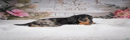Miniature Dachshund dogs for sale: AKC-Mason - Ad 10
