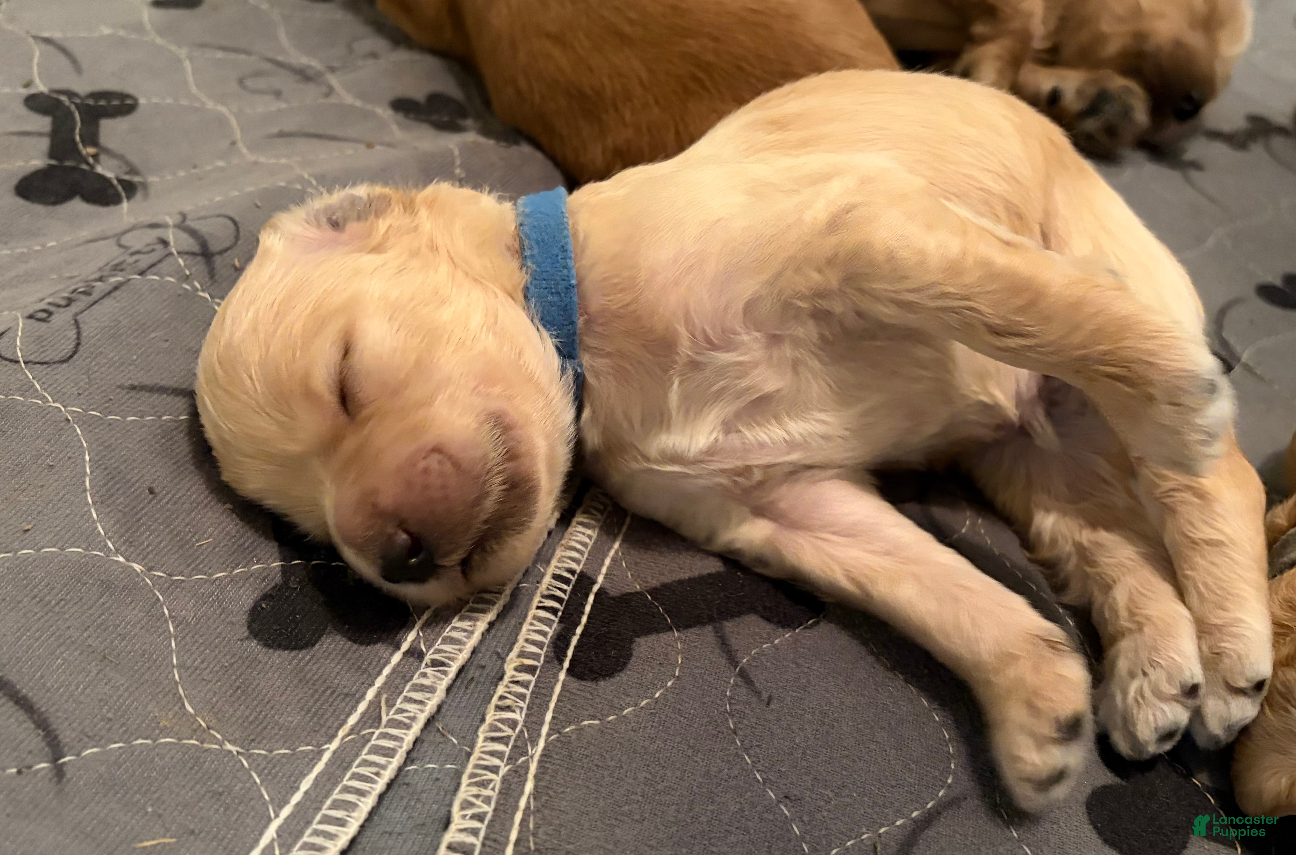 Goldendoodle dogs Ash - Ad 1