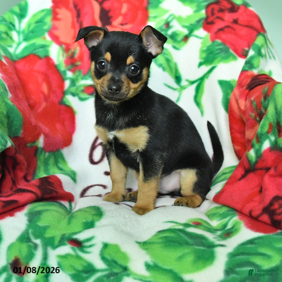 Chihuahua dogs for sale: Allen - Ad 1