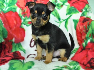 Chihuahua dogs Allen - Ad 10