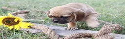 Puggle dogs for sale: Allie - Ad 4