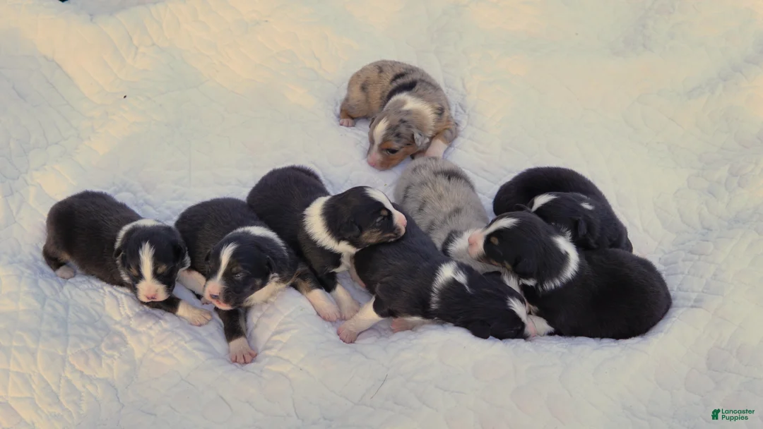 Australian Shepherd dogs for sale: Australian Shepherd Puppy 2 Blue Merles - Ad 2