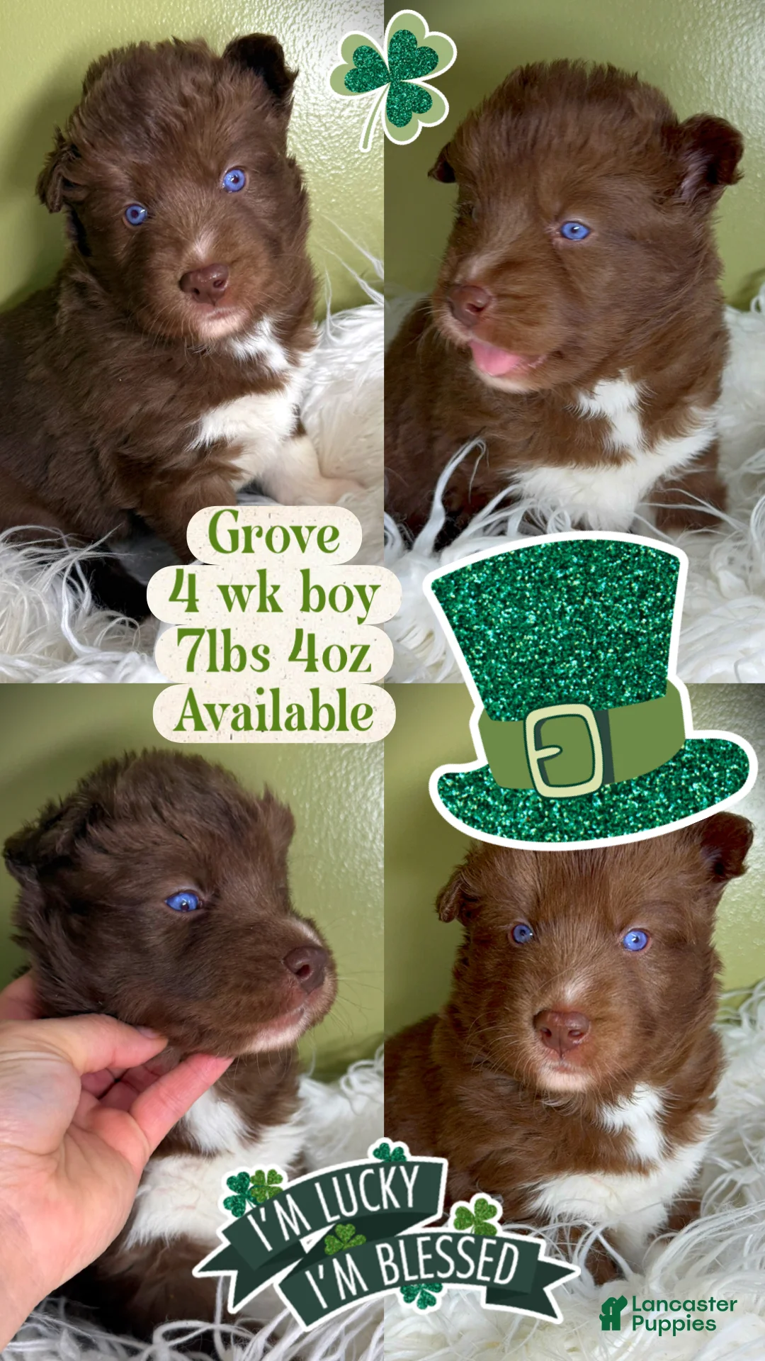 Siberian Husky dogs for sale: Grove - Ad 1