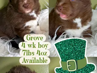 Siberian Husky dogs Grove - Ad 19