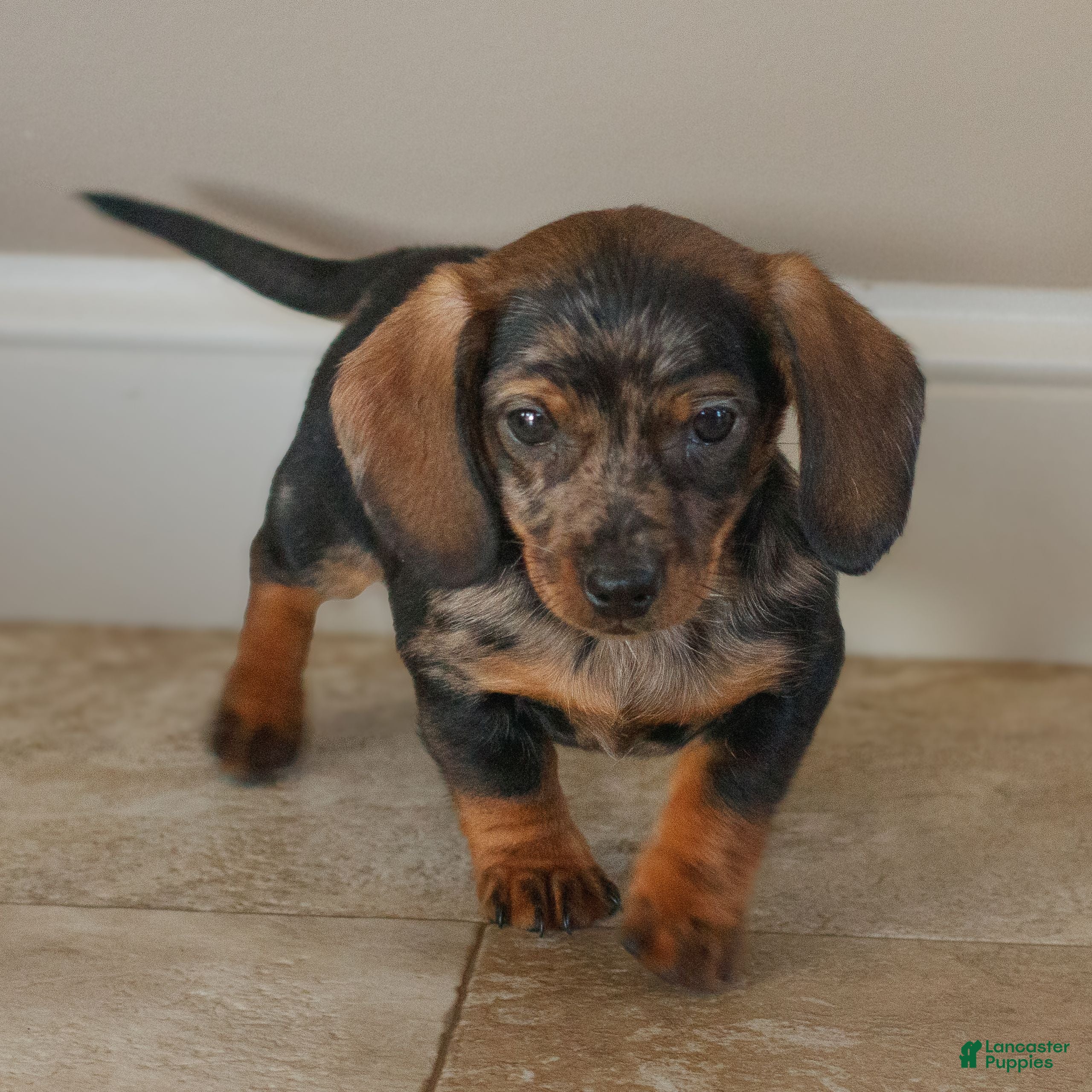 Miniature Dachshund dogs for sale: Harper  - Ad 2