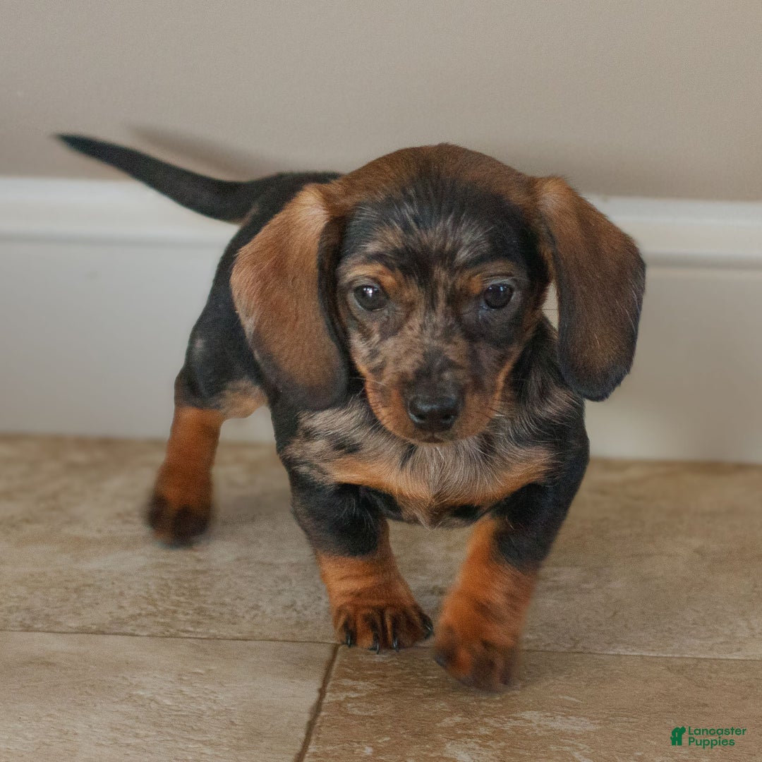 Miniature Dachshund dogs for sale: Harper  - Ad 1