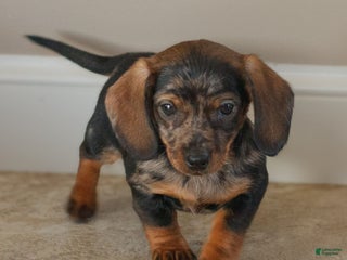 Miniature Dachshund dogs for sale: Harper - Ad 2
