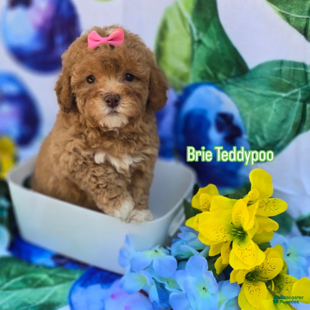 Mixed Breed dogs for sale: Brie - Ad 1