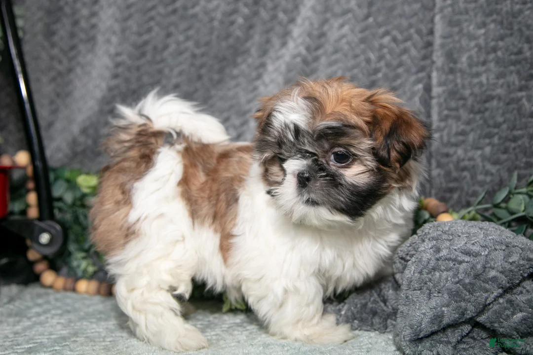 Shih Tzu dogs for sale: Prissy - Ad 2