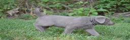 Labrador Retriever dogs for sale: Thunder - Ad 14