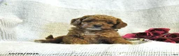 Cockapoo dogs for sale: Carter - Ad 3