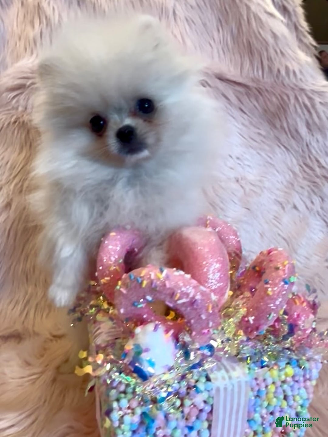 Pomeranian dogs for sale: Lynette AKC Registered full rights  - Ad 8