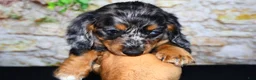 Miniature Dachshund dogs for sale: Avery - Ad 11