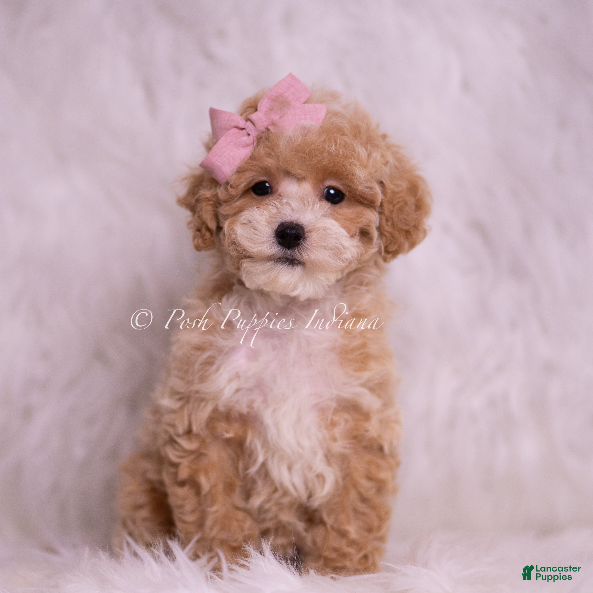 Toy Poodle dogs Miki - Ad 2