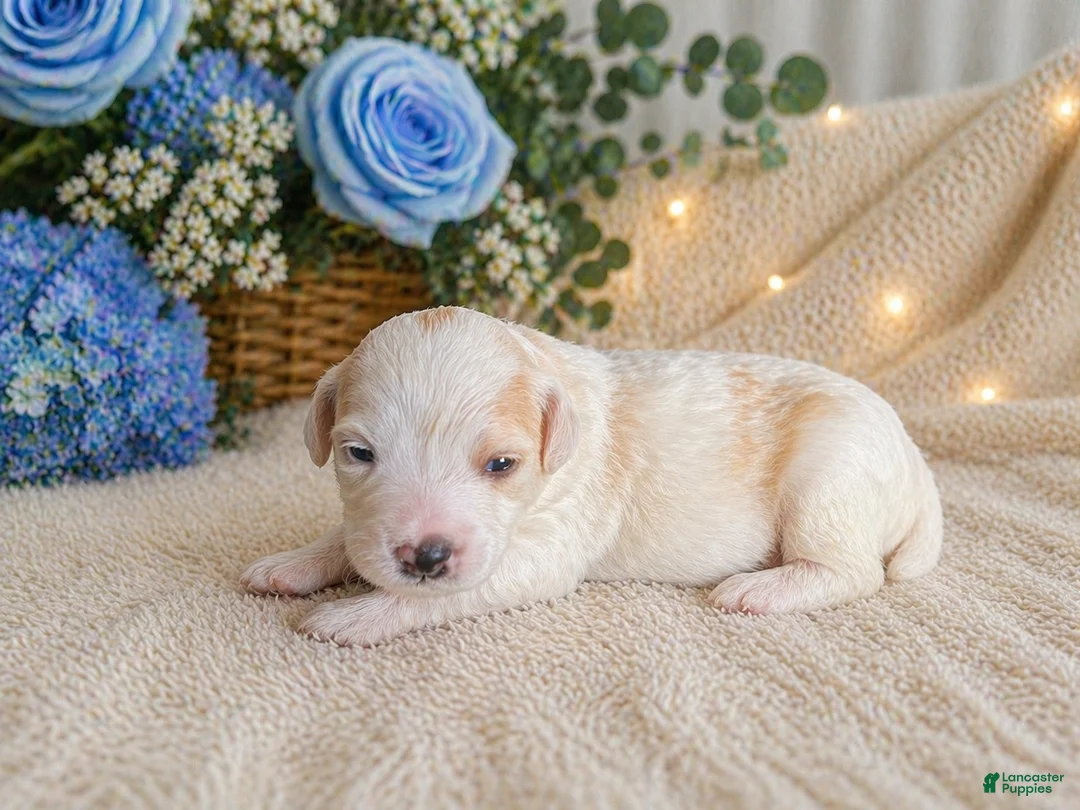 Mini Bernedoodle dogs for sale: Arlo - Ad 1