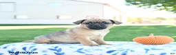 Jug dogs for sale: Spice - Ad 2