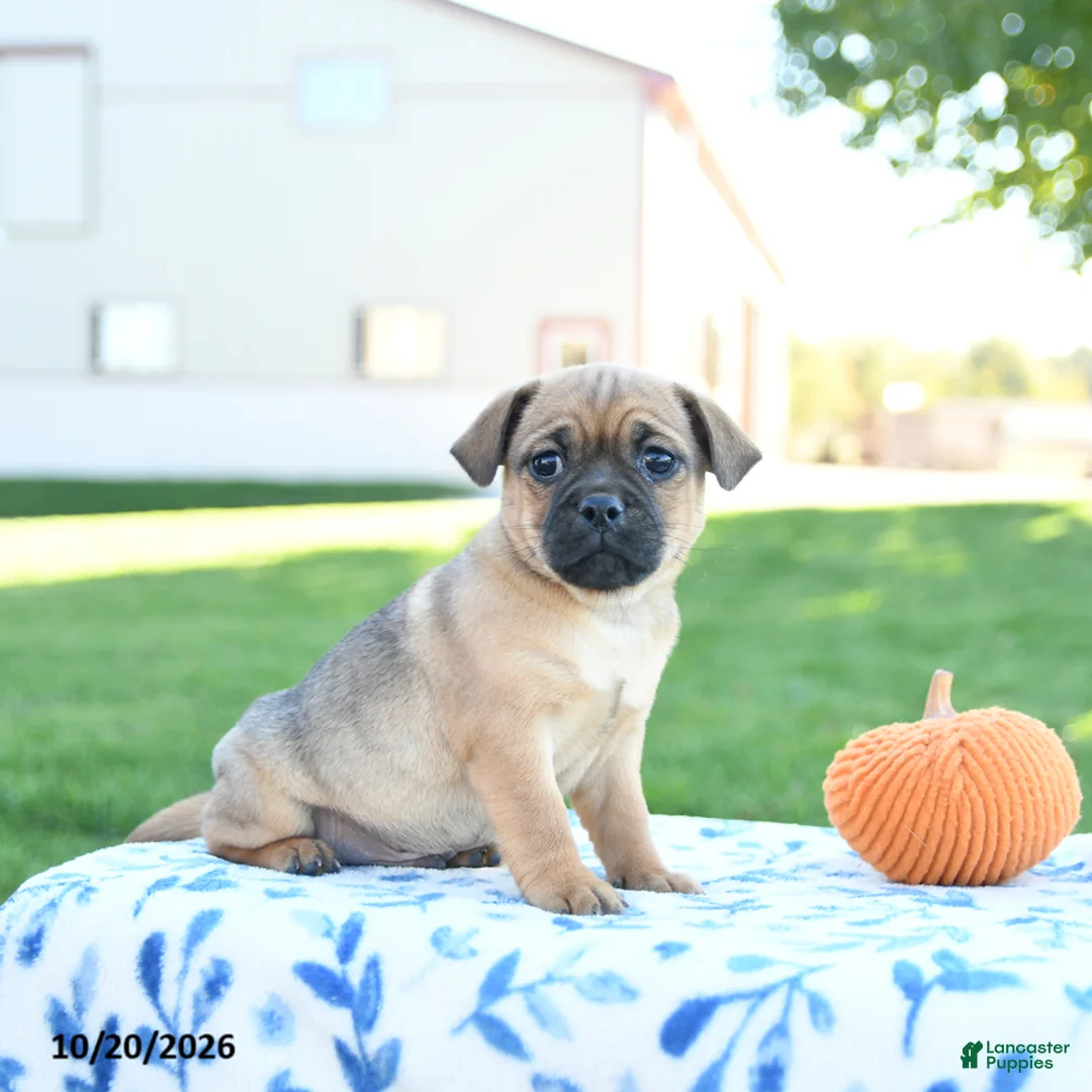 Jug dogs for sale: Spice - Ad 2