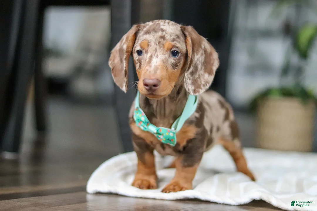 Dachshund dogs for sale: Jackson  - Ad 2
