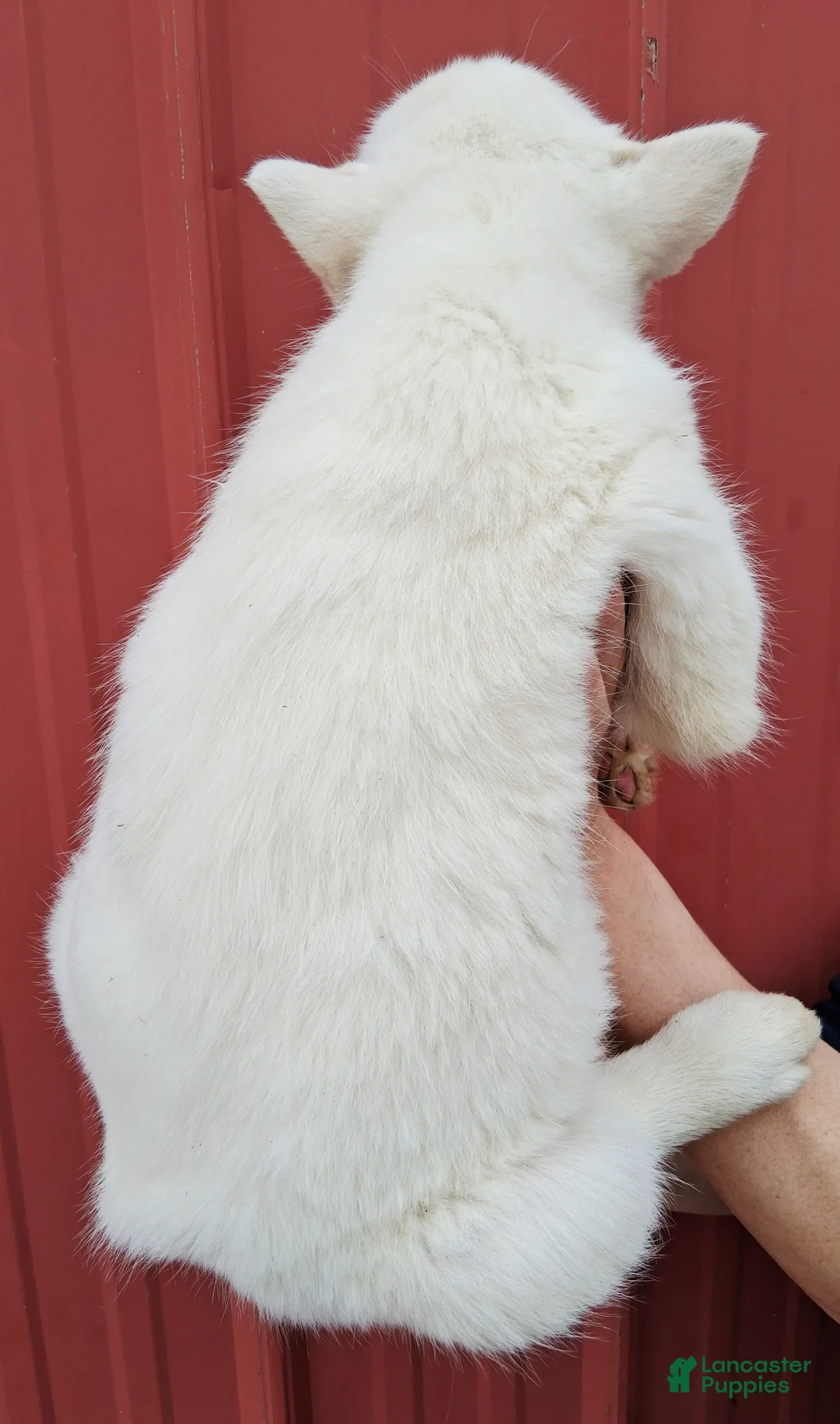 Siberian Husky dogs for sale: Snow White  - Ad 4