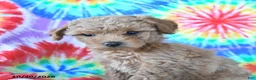 Mini Goldendoodle dogs for sale: Cherry - Ad 3