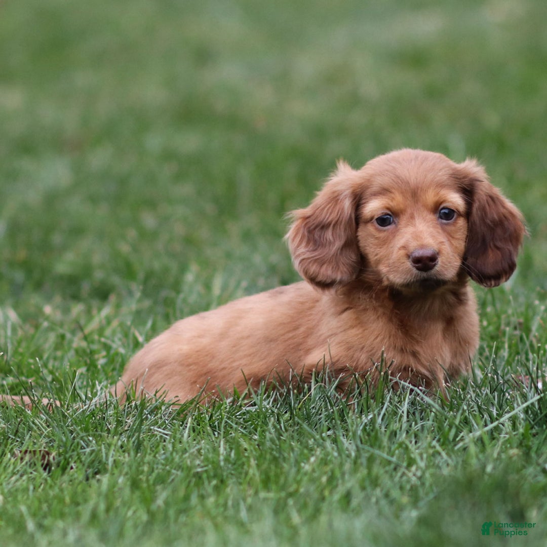Dachshund dogs for sale: Hannah - Ad 2