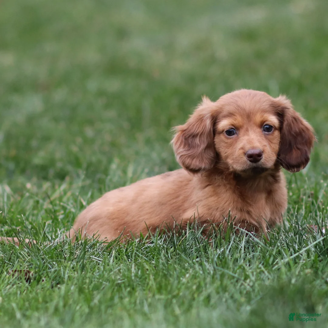 Dachshund dogs for sale: Hannah - Ad 8