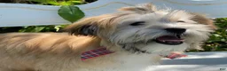 Morkie dogs for sale: Nacho - Ad 5