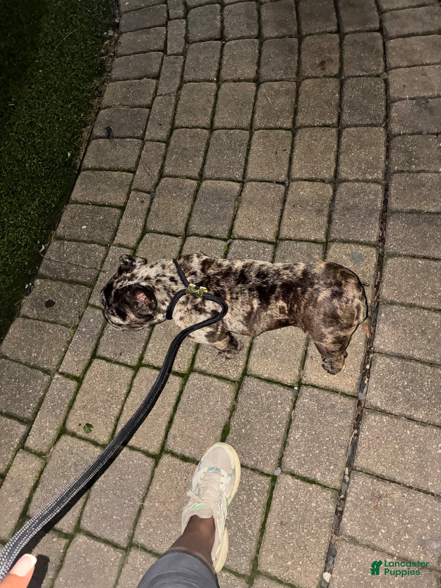 French Bulldog dogs French Bulldog Puppy 1 - Ad 39