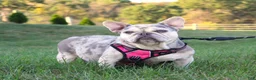 French Bulldog dogs for sale: Arnold - Ad 5