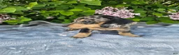 Dachshund dogs for sale: Prince - Ad 6
