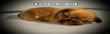 AKC Mriya's Blue Collar Male