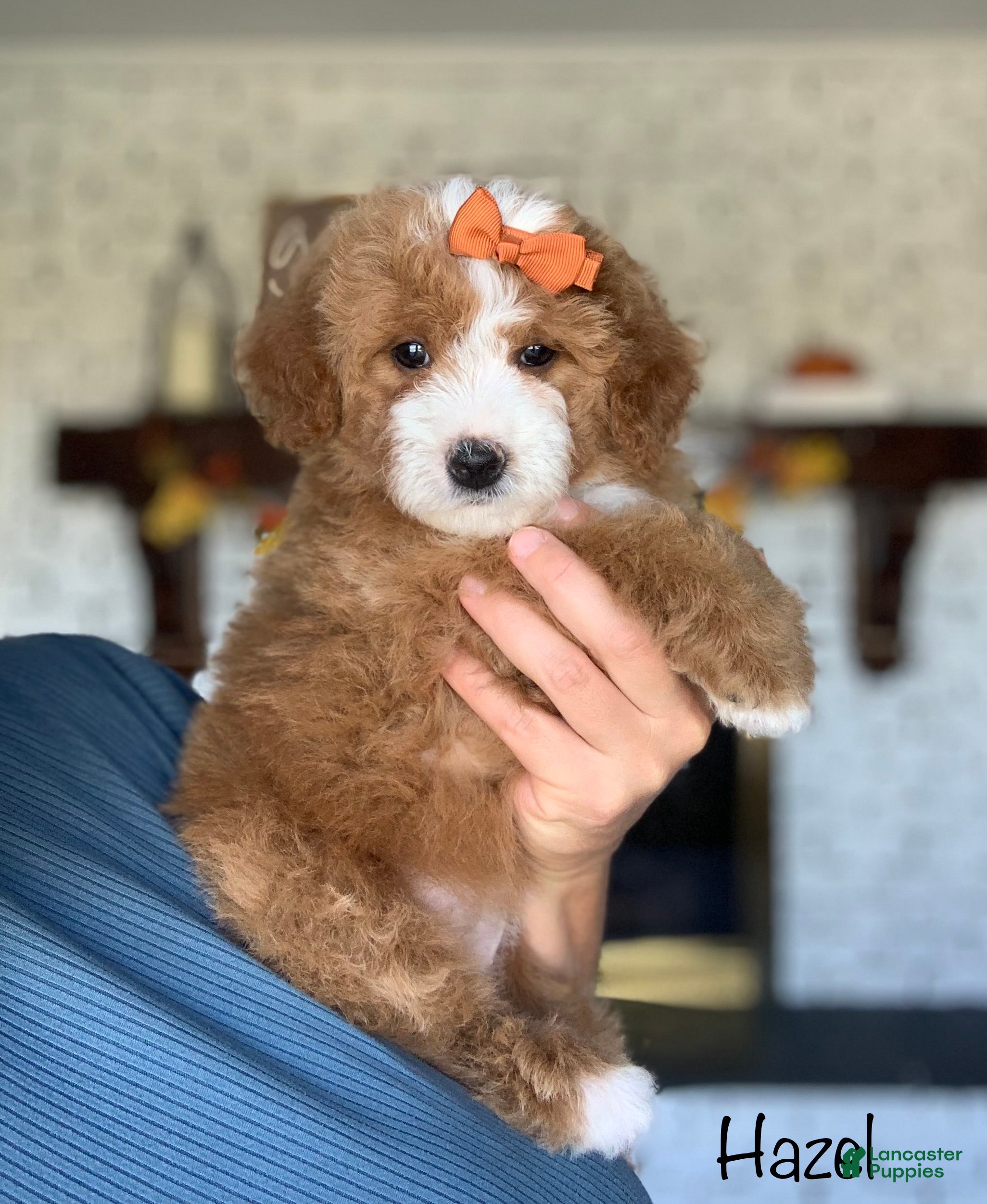 Bernedoodle dogs for sale: Hazel - Ad 1