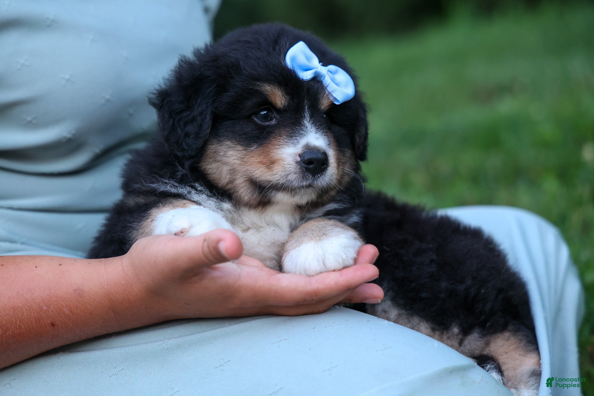 Miniature Australian Shepherd dogs LINCOLN - Ad 1