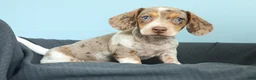 Miniature Dachshund dogs for sale: Sunny - Ad 5