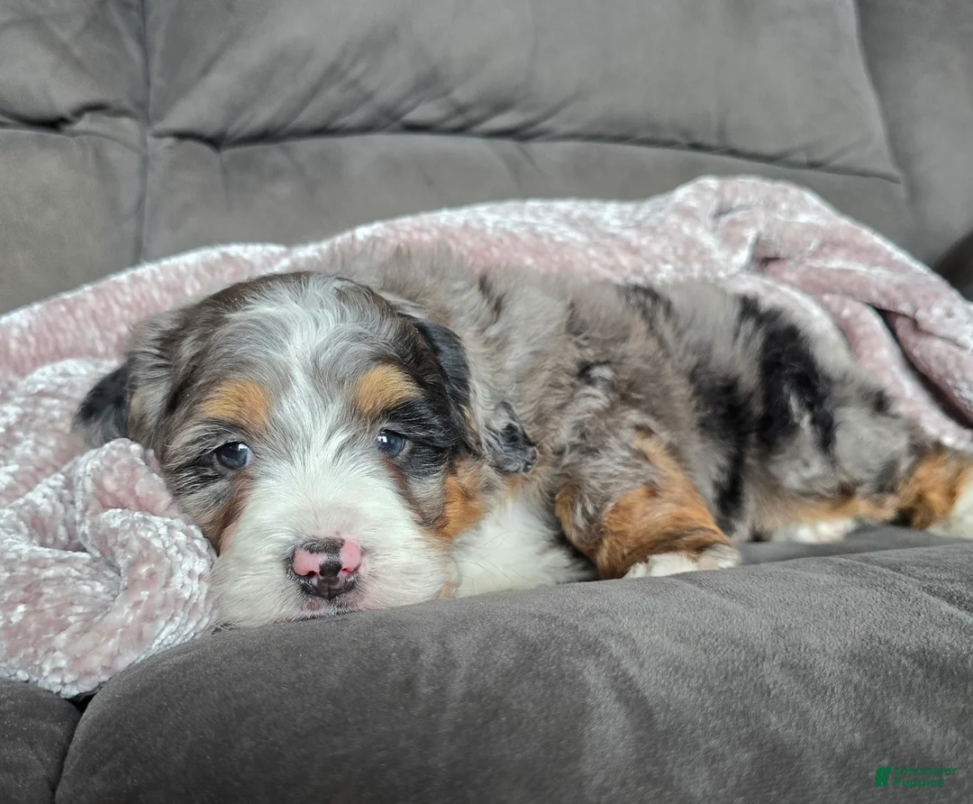 Mini Bernedoodle dogs for sale: Mini Chief - Ad 8