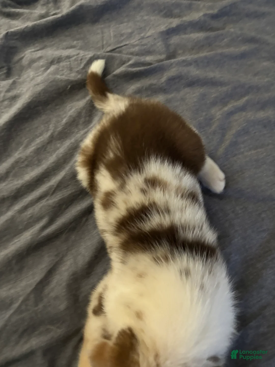 Mixed Breed dogs for sale: Mixed Breed Puppy 2 - Ad 2