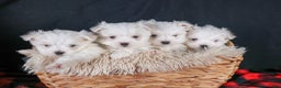 Maltese dogs for sale: ABBEY - Ad 2