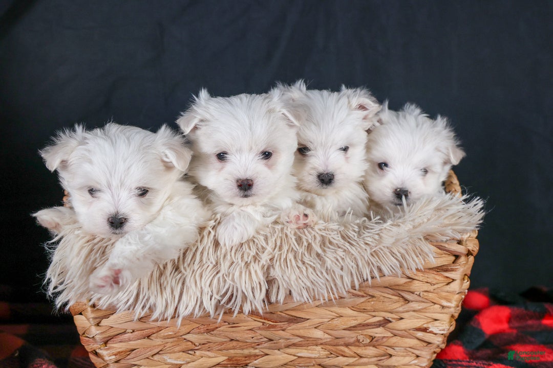 Maltese dogs for sale: ABBEY - Ad 2