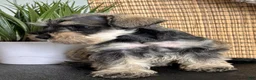 Miniature Schnauzer dogs for sale: Ruby - Ad 3