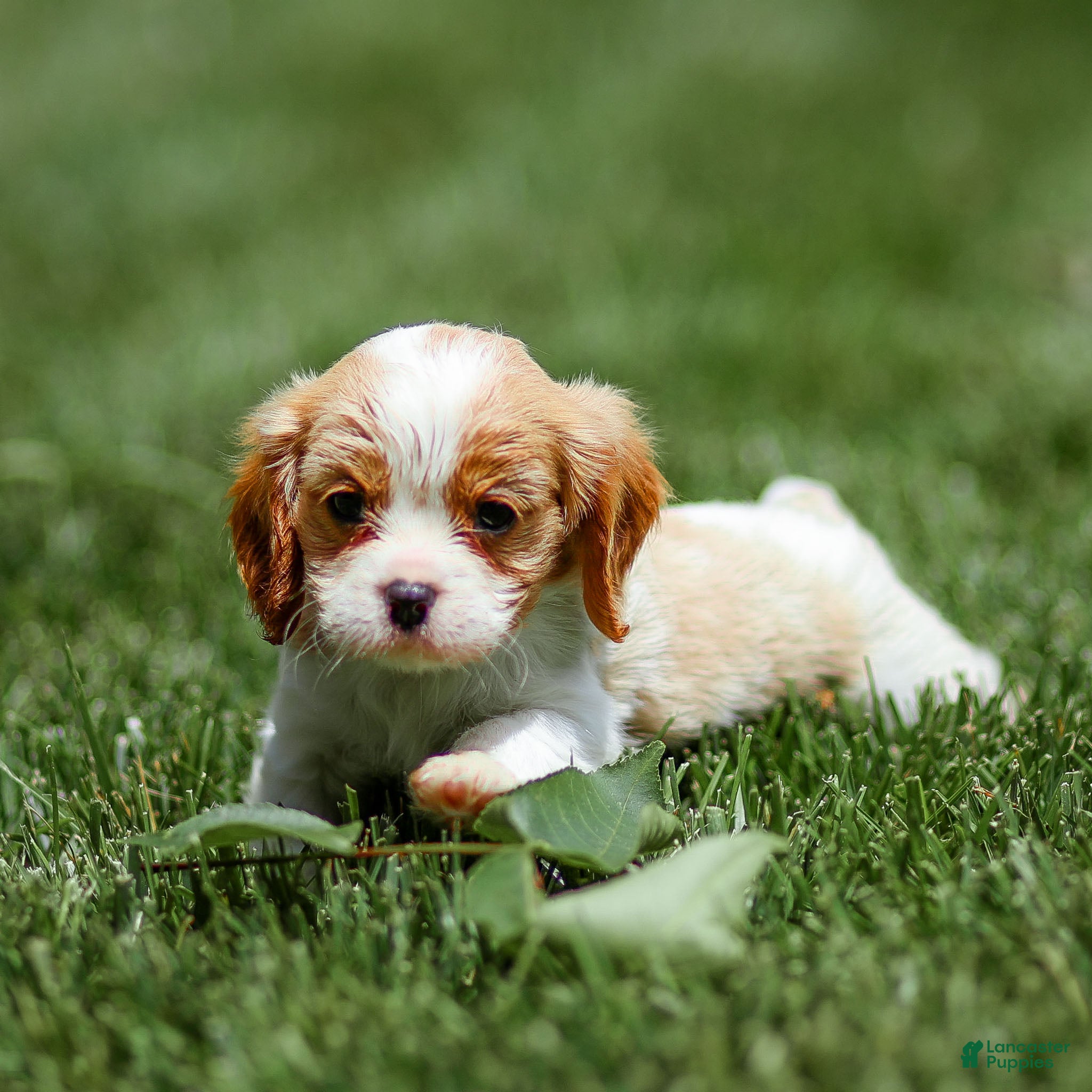 Cavalier King Charles Spaniel dogs Peter Cavalier King Charles Spaniel Puppy  - Ad 1