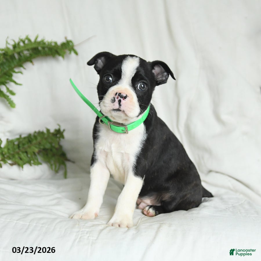 Boston Terrier dogs Baxter - Ad 1