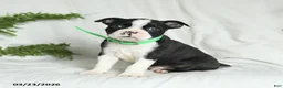 Boston Terrier dogs for sale: Baxter - Ad 1